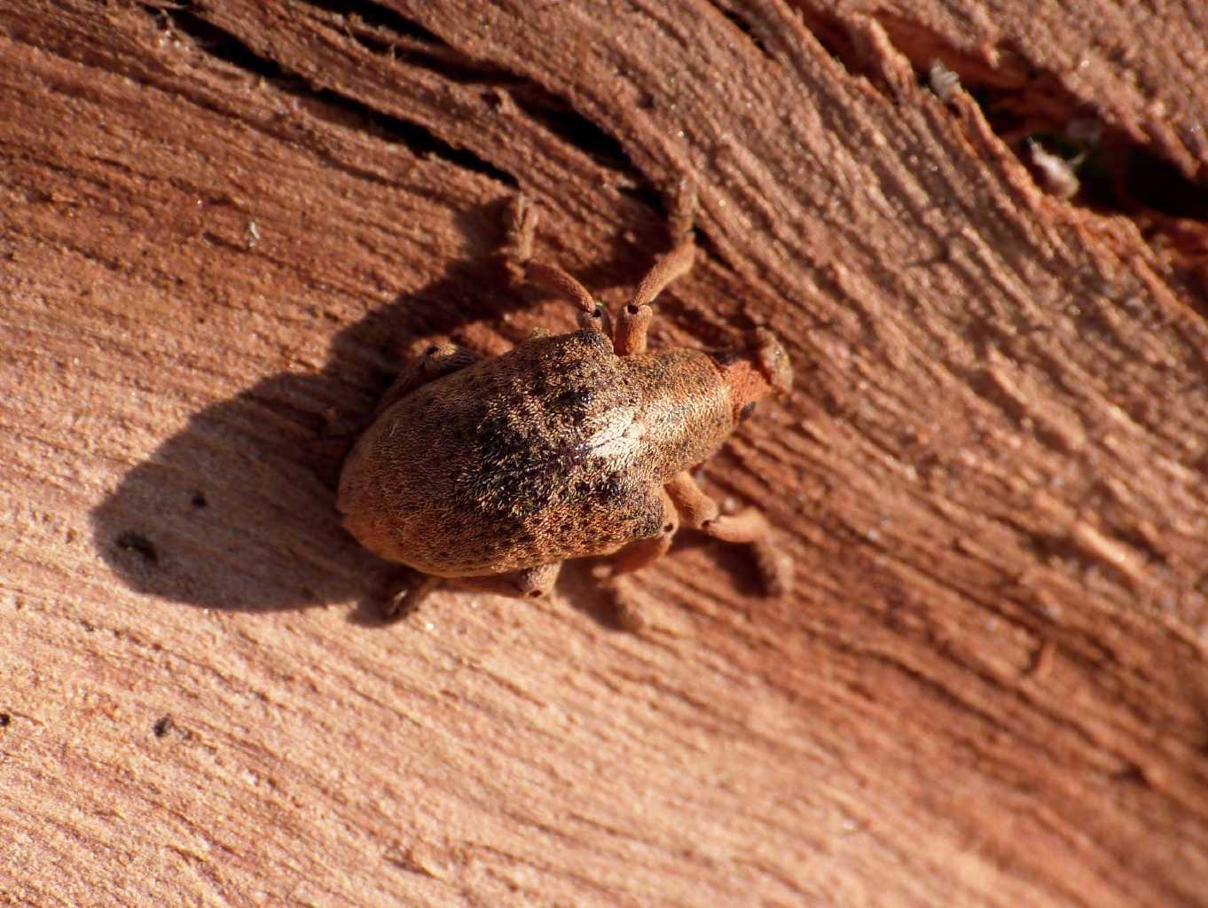 Curculionide vellutato: Gonipterus cf scutellatus